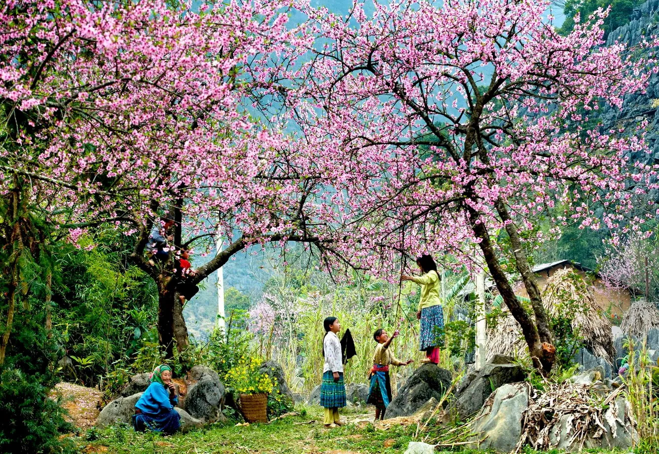 cherry blossom in sapa