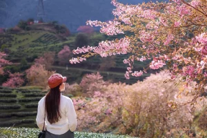 sapa vietnam in december blossom spots