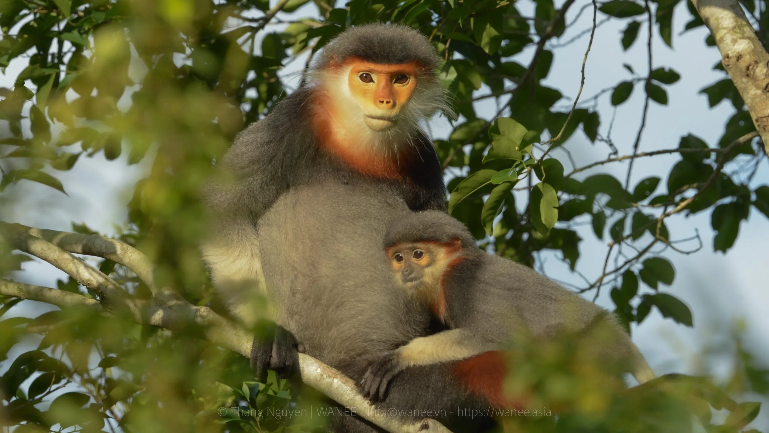 Responsible wildlife viewing in Vietnam: Top spots you should know 1 ethical wildlife viewing in Vietnam