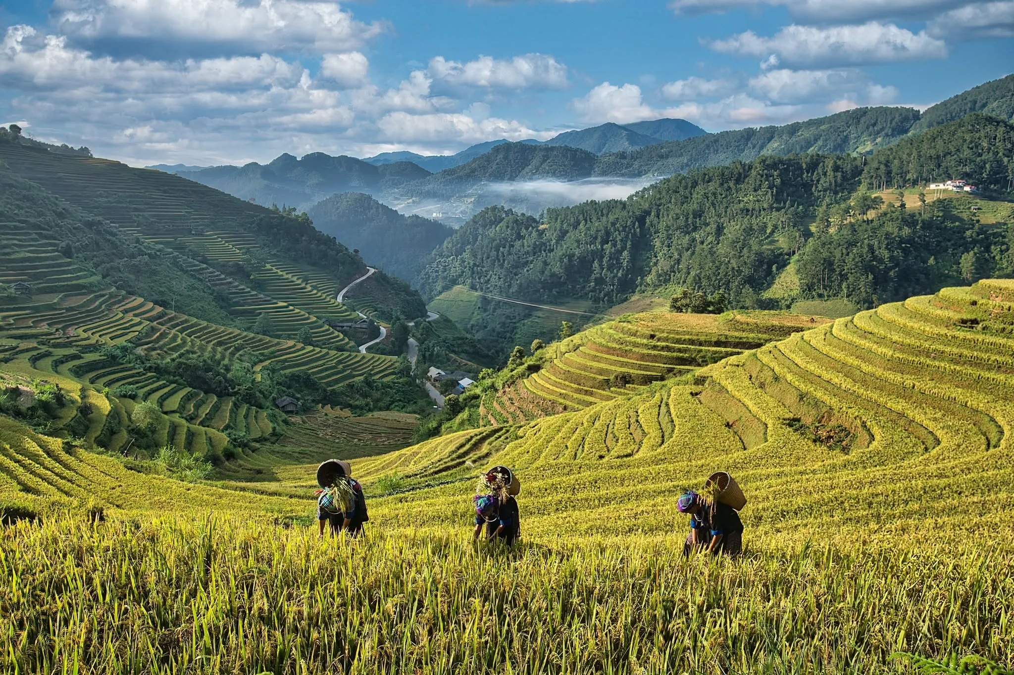 Mu Cang Chai rice terraces: Golden season travel guide 2026 1 mu cang chai rice terraces vietnam travel guide
